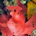 rhinopias_paddleflap_kbraerpr3_v_0241_sul7091.jpg